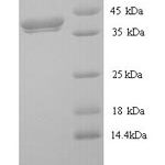 SDS-PAGE separation of QP9601 followed by commassie total protein stain results in a primary band consistent with reported data for Protein Wnt-8. These data demonstrate Greater than 90% as determined by SDS-PAGE.