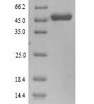 SDS-PAGE separation of QP9615 followed by commassie total protein stain results in a primary band consistent with reported data for DNA polymerase processivity factor. These data demonstrate Greater than 90% as determined by SDS-PAGE.