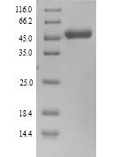 SDS-PAGE separation of QP9615 followed by commassie total protein stain results in a primary band consistent with reported data for DNA polymerase processivity factor. These data demonstrate Greater than 90% as determined by SDS-PAGE.