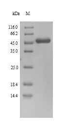 SDS-PAGE separation of QP9615 followed by commassie total protein stain results in a primary band consistent with reported data for DNA polymerase processivity factor. These data demonstrate Greater than 90% as determined by SDS-PAGE.