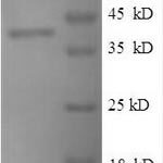 SDS-PAGE separation of QP9625 followed by commassie total protein stain results in a primary band consistent with reported data for Peptidoglycan-binding protein ArfA. These data demonstrate Greater than 90% as determined by SDS-PAGE.