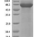 SDS-PAGE separation of QP9627 followed by commassie total protein stain results in a primary band consistent with reported data for Pyruvate kinase 1. These data demonstrate Greater than 90% as determined by SDS-PAGE.