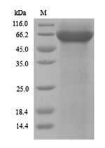 SDS-PAGE separation of QP9627 followed by commassie total protein stain results in a primary band consistent with reported data for Pyruvate kinase 1. These data demonstrate Greater than 90% as determined by SDS-PAGE.