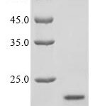 SDS-PAGE separation of QP9628 followed by commassie total protein stain results in a primary band consistent with reported data for Insulin-1. These data demonstrate Greater than 80% as determined by SDS-PAGE.