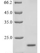 SDS-PAGE separation of QP9628 followed by commassie total protein stain results in a primary band consistent with reported data for Insulin-1. These data demonstrate Greater than 80% as determined by SDS-PAGE.