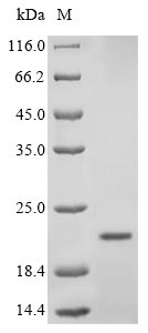 SDS-PAGE separation of QP9628 followed by commassie total protein stain results in a primary band consistent with reported data for Insulin-1. These data demonstrate Greater than 80% as determined by SDS-PAGE.