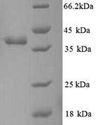 SDS-PAGE separation of QP9632 followed by commassie total protein stain results in a primary band consistent with reported data for Methyl-accepting chemotaxis protein I. These data demonstrate Greater than 90% as determined by SDS-PAGE.