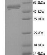 SDS-PAGE separation of QP9634 followed by commassie total protein stain results in a primary band consistent with reported data for Fusion glycoprotein F0. These data demonstrate Greater than 90% as determined by SDS-PAGE.