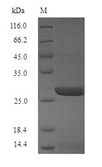 SDS-PAGE separation of QP9635 followed by commassie total protein stain results in a primary band consistent with reported data for Influenza A H3N2 (strain A / Bangkok / 1 / 1979) Hemagglutinin. These data demonstrate Greater than 90% as determined by SDS-PAGE.