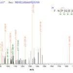 SEQUEST analysis of LC MS/MS spectra obtained from a run with QP9654 identified a match between this protein and the spectra of a peptide sequence that matches a region of Immunogenic protein MPT64.