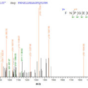 SEQUEST analysis of LC MS/MS spectra obtained from a run with QP9654 identified a match between this protein and the spectra of a peptide sequence that matches a region of Immunogenic protein MPT64.