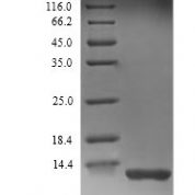 SDS-PAGE separation of QP9660 followed by commassie total protein stain results in a primary band consistent with reported data for Complement C3. These data demonstrate Greater than 90% as determined by SDS-PAGE.