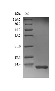 SDS-PAGE separation of QP9660 followed by commassie total protein stain results in a primary band consistent with reported data for Complement C3. These data demonstrate Greater than 90% as determined by SDS-PAGE.