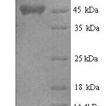 SDS-PAGE separation of QP9674 followed by commassie total protein stain results in a primary band consistent with reported data for NAD(P) transhydrogenase subunit alpha. These data demonstrate Greater than 90% as determined by SDS-PAGE.