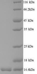 SDS-PAGE separation of QP9684 followed by commassie total protein stain results in a primary band consistent with reported data for Low molecular weight antigen MTB12. These data demonstrate Greater than 90% as determined by SDS-PAGE.