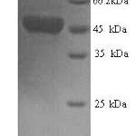 SDS-PAGE separation of QP9719 followed by commassie total protein stain results in a primary band consistent with reported data for Fusion glycoprotein F0. These data demonstrate Greater than 90% as determined by SDS-PAGE.