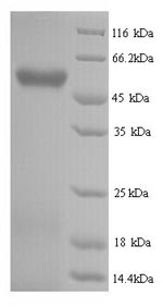 SDS-PAGE separation of QP9753 followed by commassie total protein stain results in a primary band consistent with reported data for Hyaluronidase-2. These data demonstrate Greater than 90% as determined by SDS-PAGE.
