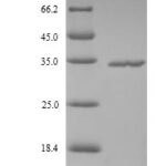 SDS-PAGE separation of QP9759 followed by commassie total protein stain results in a primary band consistent with reported data for Ficolin-2. These data demonstrate Greater than 90% as determined by SDS-PAGE.