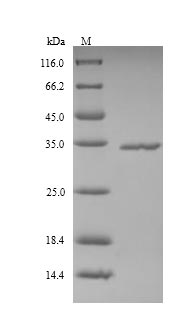 SDS-PAGE separation of QP9759 followed by commassie total protein stain results in a primary band consistent with reported data for Ficolin-2. These data demonstrate Greater than 90% as determined by SDS-PAGE.