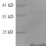 SDS-PAGE separation of QP981 followed by commassie total protein stain results in a primary band consistent with reported data for CEBPG / CEBP gamma. These data demonstrate Greater than 90% as determined by SDS-PAGE.