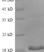 SDS-PAGE separation of QP981 followed by commassie total protein stain results in a primary band consistent with reported data for CEBPG / CEBP gamma. These data demonstrate Greater than 90% as determined by SDS-PAGE.