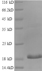 SDS-PAGE separation of QP981 followed by commassie total protein stain results in a primary band consistent with reported data for CEBPG / CEBP gamma. These data demonstrate Greater than 90% as determined by SDS-PAGE.