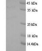 SDS-PAGE separation of QP9814 followed by commassie total protein stain results in a primary band consistent with reported data for GIGYF2. These data demonstrate Greater than 90% as determined by SDS-PAGE.