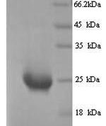 SDS-PAGE separation of QP9818 followed by commassie total protein stain results in a primary band consistent with reported data for Butyrophilin subfamily 2 member A1. These data demonstrate Greater than 90% as determined by SDS-PAGE.