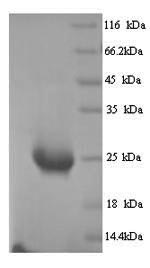 SDS-PAGE separation of QP9818 followed by commassie total protein stain results in a primary band consistent with reported data for Butyrophilin subfamily 2 member A1. These data demonstrate Greater than 90% as determined by SDS-PAGE.