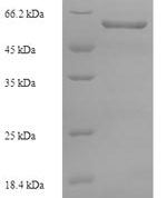 SDS-PAGE separation of QP9870 followed by commassie total protein stain results in a primary band consistent with reported data for Pseudokinase FAM20A. These data demonstrate Greater than 90% as determined by SDS-PAGE.
