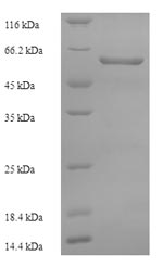 SDS-PAGE separation of QP9870 followed by commassie total protein stain results in a primary band consistent with reported data for Pseudokinase FAM20A. These data demonstrate Greater than 90% as determined by SDS-PAGE.