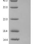 SDS-PAGE separation of QP9872 followed by commassie total protein stain results in a primary band consistent with reported data for Alanine aminotransferase 1. These data demonstrate Greater than 90% as determined by SDS-PAGE.