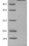 SDS-PAGE separation of QP9872 followed by commassie total protein stain results in a primary band consistent with reported data for Alanine aminotransferase 1. These data demonstrate Greater than 90% as determined by SDS-PAGE.