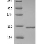 SDS-PAGE separation of QP9879 followed by commassie total protein stain results in a primary band consistent with reported data for Metalloproteinase inhibitor 4. These data demonstrate Greater than 90% as determined by SDS-PAGE.