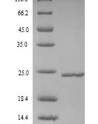 SDS-PAGE separation of QP9879 followed by commassie total protein stain results in a primary band consistent with reported data for Metalloproteinase inhibitor 4. These data demonstrate Greater than 90% as determined by SDS-PAGE.