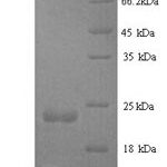 SDS-PAGE separation of QP9880 followed by commassie total protein stain results in a primary band consistent with reported data for Staphopain B. These data demonstrate Greater than 90% as determined by SDS-PAGE.