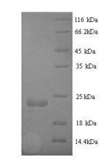 SDS-PAGE separation of QP9880 followed by commassie total protein stain results in a primary band consistent with reported data for Staphopain B. These data demonstrate Greater than 90% as determined by SDS-PAGE.