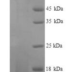 SDS-PAGE separation of QP9884 followed by commassie total protein stain results in a primary band consistent with reported data for Nus1. These data demonstrate Greater than 90% as determined by SDS-PAGE.