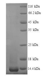 SDS-PAGE separation of QP9884 followed by commassie total protein stain results in a primary band consistent with reported data for Nus1. These data demonstrate Greater than 90% as determined by SDS-PAGE.
