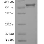 SDS-PAGE separation of QP9886 followed by commassie total protein stain results in a primary band consistent with reported data for Mixed lineage kinase domain-like protein. These data demonstrate Greater than 90% as determined by SDS-PAGE.