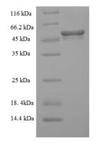 SDS-PAGE separation of QP9886 followed by commassie total protein stain results in a primary band consistent with reported data for Mixed lineage kinase domain-like protein. These data demonstrate Greater than 90% as determined by SDS-PAGE.