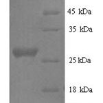 SDS-PAGE separation of QP9889 followed by commassie total protein stain results in a primary band consistent with reported data for IL6 / Interleukin-6 Protein. These data demonstrate Greater than 90% as determined by SDS-PAGE.