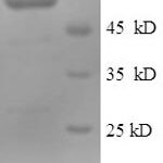 SDS-PAGE separation of QP9892 followed by commassie total protein stain results in a primary band consistent with reported data for Cytosolic 5'-nucleotidase 1A. These data demonstrate Greater than 90% as determined by SDS-PAGE.