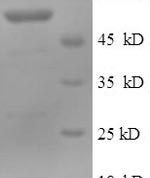 SDS-PAGE separation of QP9892 followed by commassie total protein stain results in a primary band consistent with reported data for Cytosolic 5'-nucleotidase 1A. These data demonstrate Greater than 90% as determined by SDS-PAGE.