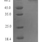 SDS-PAGE separation of QP9893 followed by commassie total protein stain results in a primary band consistent with reported data for Protein FAM83D. These data demonstrate Greater than 90% as determined by SDS-PAGE.