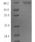 SDS-PAGE separation of QP9893 followed by commassie total protein stain results in a primary band consistent with reported data for Protein FAM83D. These data demonstrate Greater than 90% as determined by SDS-PAGE.