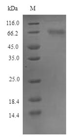SDS-PAGE separation of QP9893 followed by commassie total protein stain results in a primary band consistent with reported data for Protein FAM83D. These data demonstrate Greater than 90% as determined by SDS-PAGE.