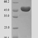 SDS-PAGE separation of QP9909 followed by commassie total protein stain results in a primary band consistent with reported data for Ameloblastin. These data demonstrate Greater than 90% as determined by SDS-PAGE.