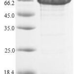 SDS-PAGE separation of QP9911 followed by commassie total protein stain results in a primary band consistent with reported data for ACSS1