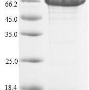 SDS-PAGE separation of QP9911 followed by commassie total protein stain results in a primary band consistent with reported data for ACSS1